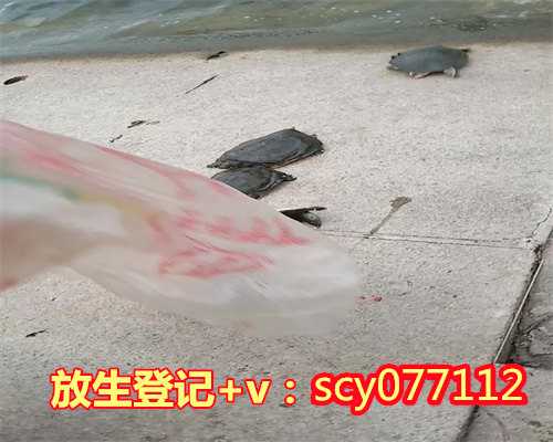 放生乌龟怎样刻字，200余年12公斤野生乌龟放生长江