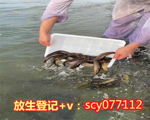 济南何地可以放生锦鲤